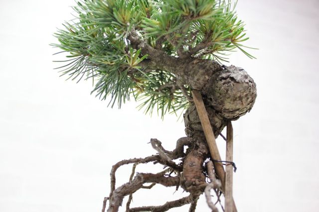 五葉松,苔,苔玉,ミニ盆栽,盆栽通販,
