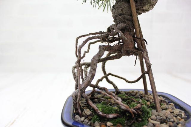 五葉松,苔,苔玉,ミニ盆栽,盆栽通販,
