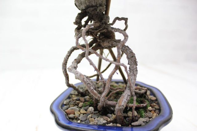 五葉松,苔,苔玉,ミニ盆栽,盆栽通販,