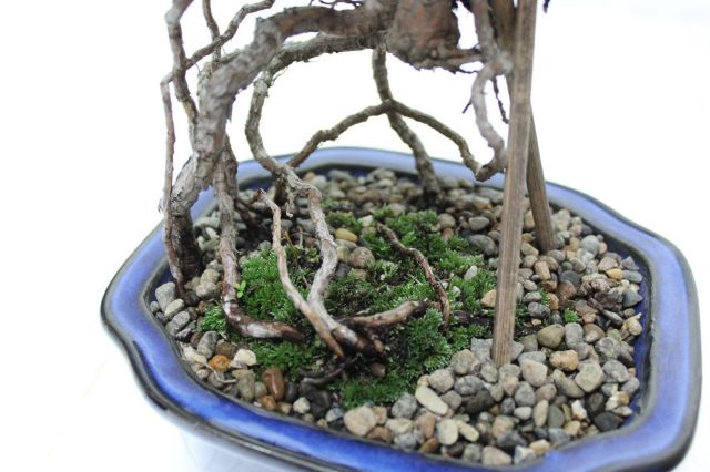五葉松,苔,苔玉,ミニ盆栽,盆栽通販,