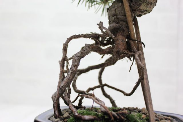 五葉松,苔,苔玉,ミニ盆栽,盆栽通販,