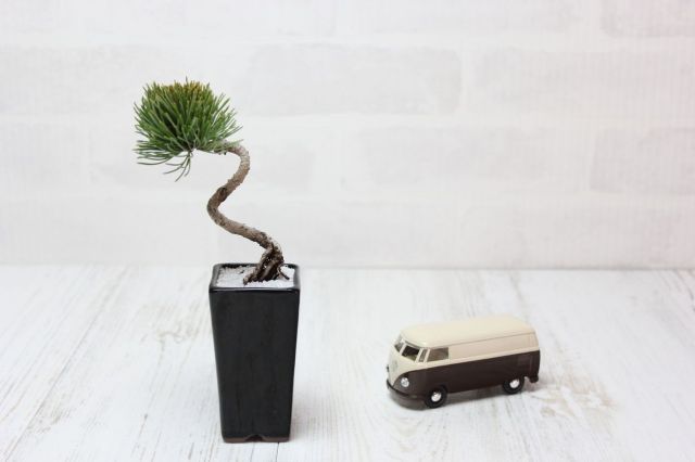 四国五葉松 文人 長鉢入り