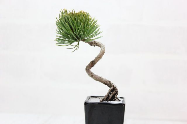 四国五葉松 文人 長鉢入り