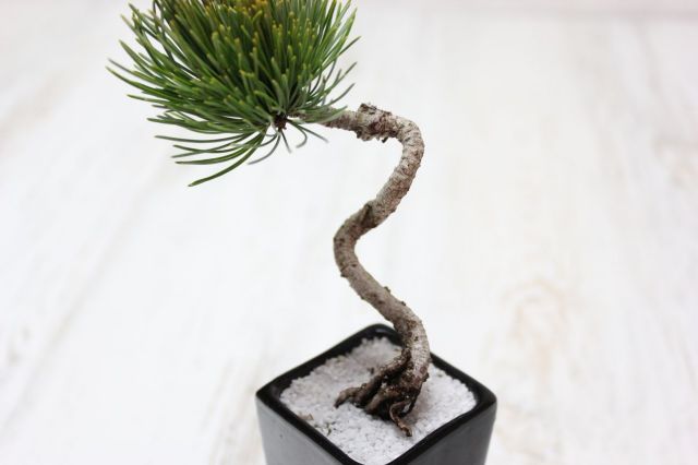 四国五葉松盆栽 値下げ交渉⭕️ 四国五葉松 文人 長鉢入り