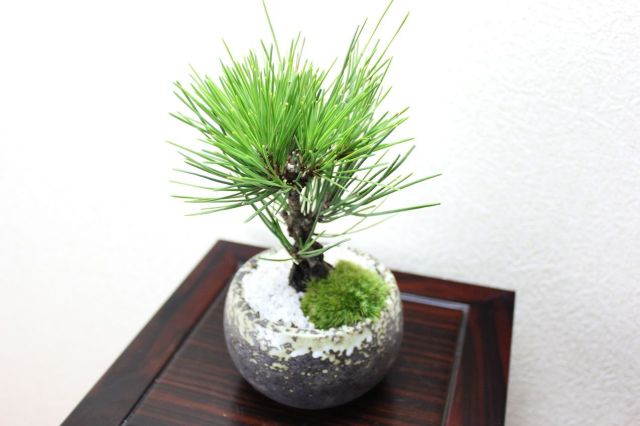 錦松,苔,苔玉,ミニ盆栽,盆栽通販,