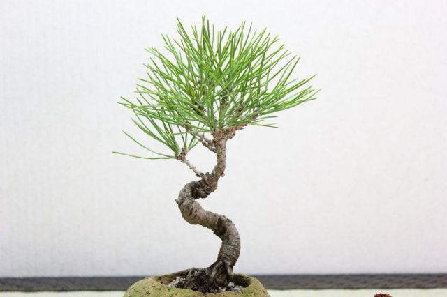 黒松,苔,苔玉,ミニ盆栽,盆栽通販,
