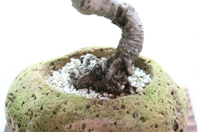 黒松,苔,苔玉,ミニ盆栽,盆栽通販,