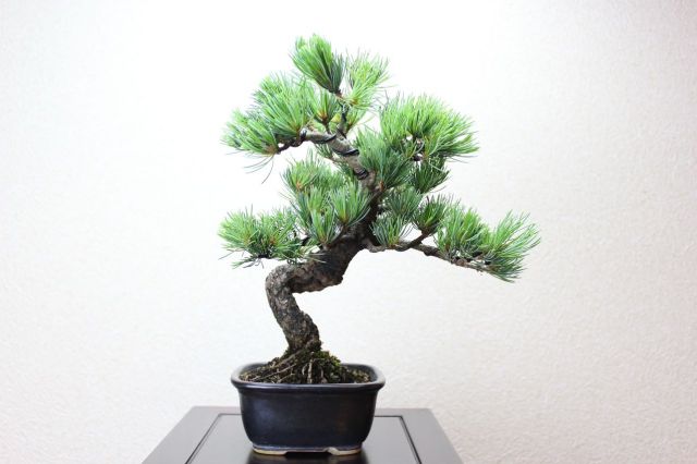 五葉松,苔,苔玉,ミニ盆栽,盆栽通販,