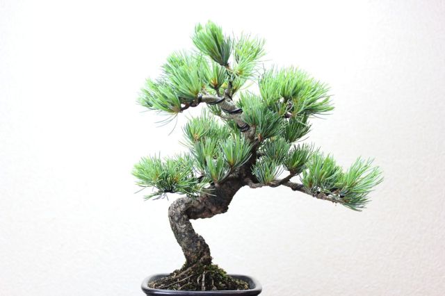 五葉松,苔,苔玉,ミニ盆栽,盆栽通販,