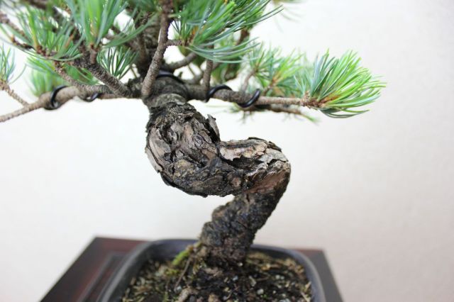 五葉松,苔,苔玉,ミニ盆栽,盆栽通販,