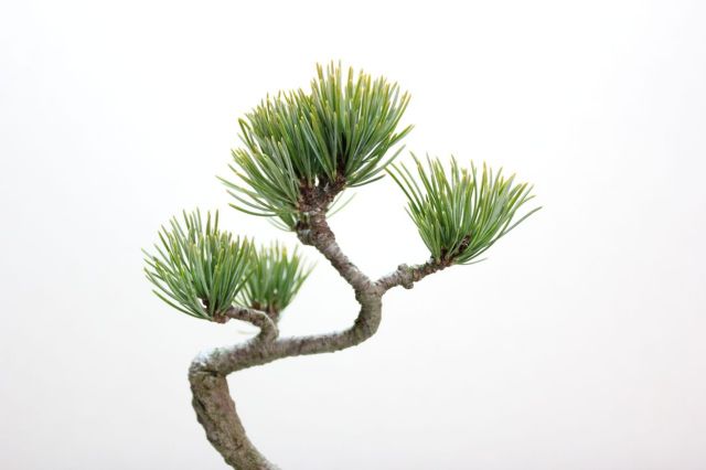 五葉松,苔,苔玉,ミニ盆栽,盆栽通販,