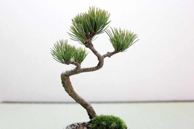 五葉松,苔,苔玉,ミニ盆栽,盆栽通販,