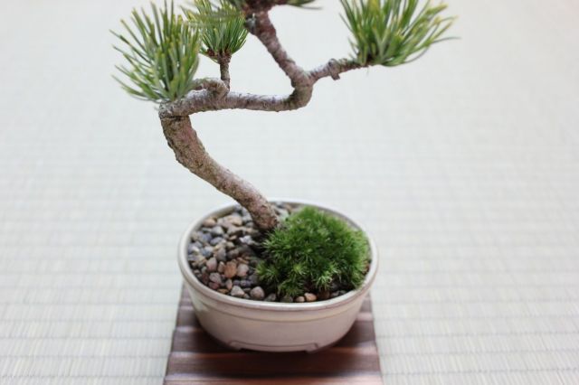 五葉松,苔,苔玉,ミニ盆栽,盆栽通販,