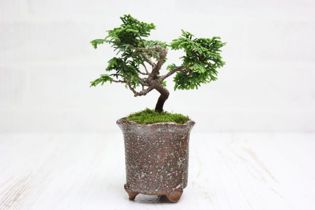 津山檜,苔,苔玉,ミニ盆栽,盆栽通販,