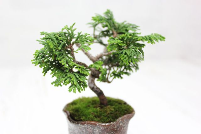 津山檜,苔,苔玉,ミニ盆栽,盆栽通販,