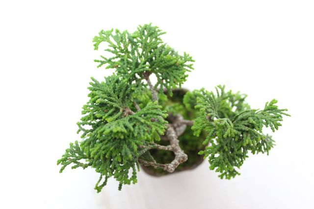 津山檜,苔,苔玉,ミニ盆栽,盆栽通販,