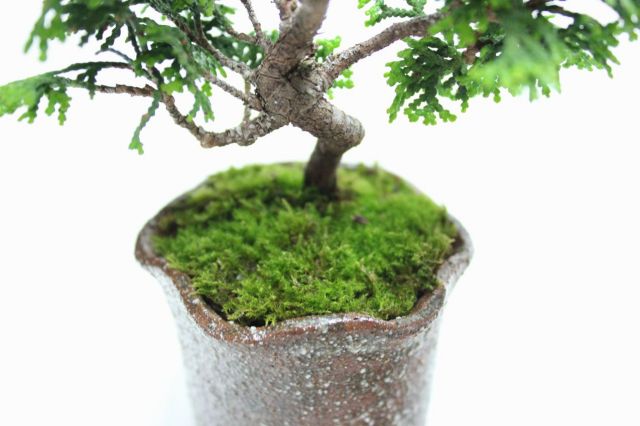 津山檜,苔,苔玉,ミニ盆栽,盆栽通販,