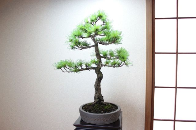 五葉松,苔,苔玉,ミニ盆栽,盆栽通販,