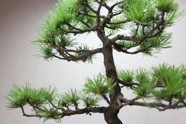 五葉松,苔,苔玉,ミニ盆栽,盆栽通販,