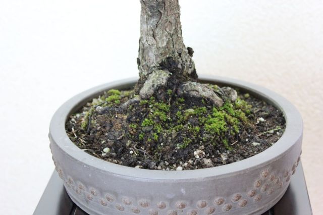 五葉松,苔,苔玉,ミニ盆栽,盆栽通販,