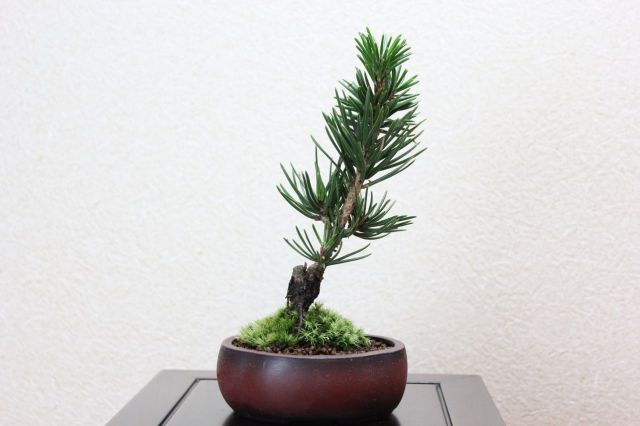 寸梢松,苔,苔玉,ミニ盆栽,盆栽通販,
