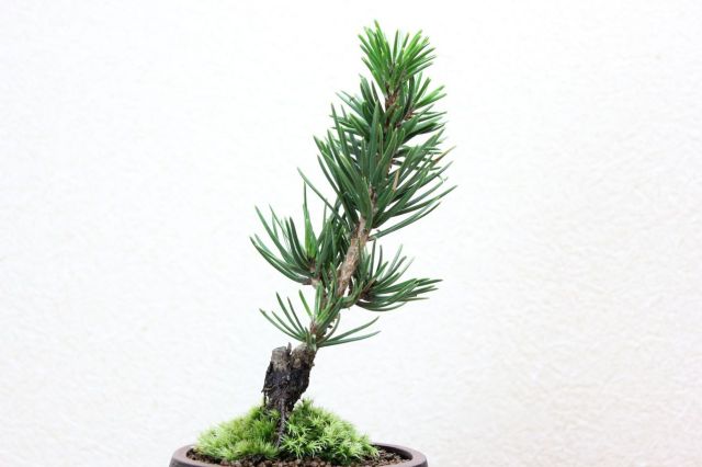 寸梢松,苔,苔玉,ミニ盆栽,盆栽通販,