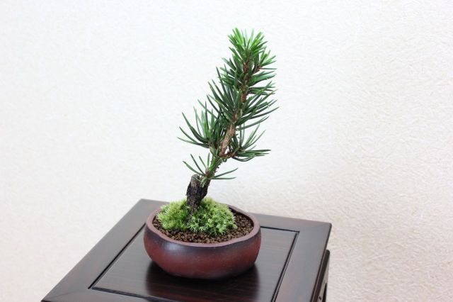寸梢松,苔,苔玉,ミニ盆栽,盆栽通販,