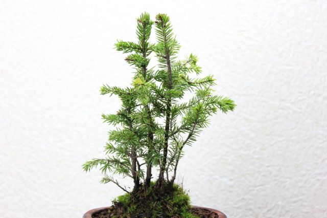 エゾ松,苔,苔玉,ミニ盆栽,盆栽通販,