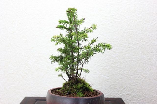 エゾ松,苔,苔玉,ミニ盆栽,盆栽通販,