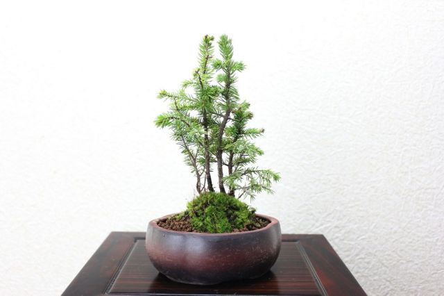 エゾ松,苔,苔玉,ミニ盆栽,盆栽通販,
