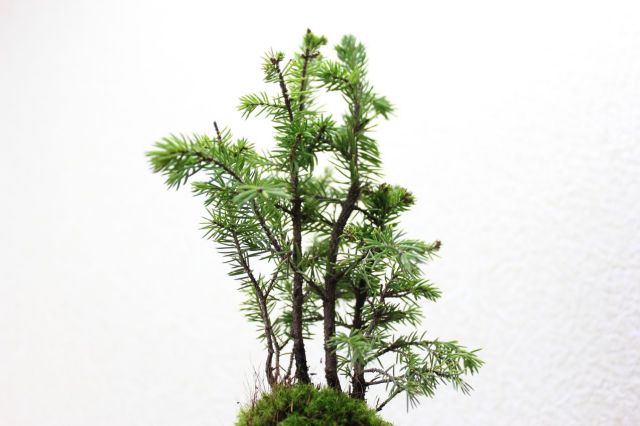 エゾ松,苔,苔玉,ミニ盆栽,盆栽通販,