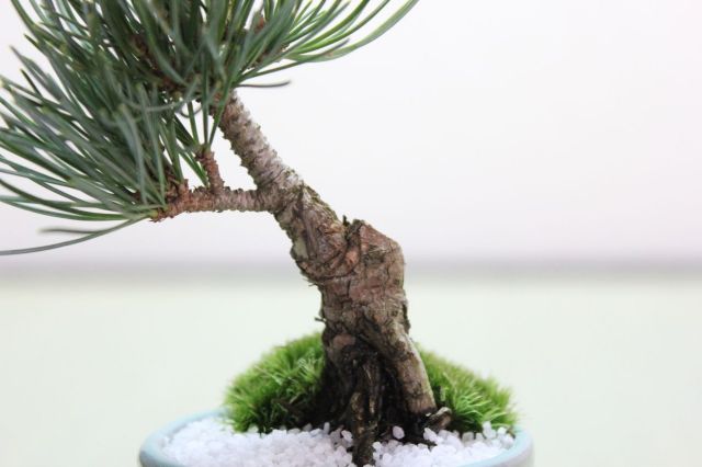 五葉松,苔,苔玉,ミニ盆栽,盆栽通販,