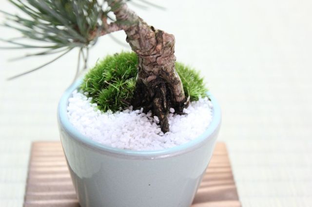 五葉松,苔,苔玉,ミニ盆栽,盆栽通販,