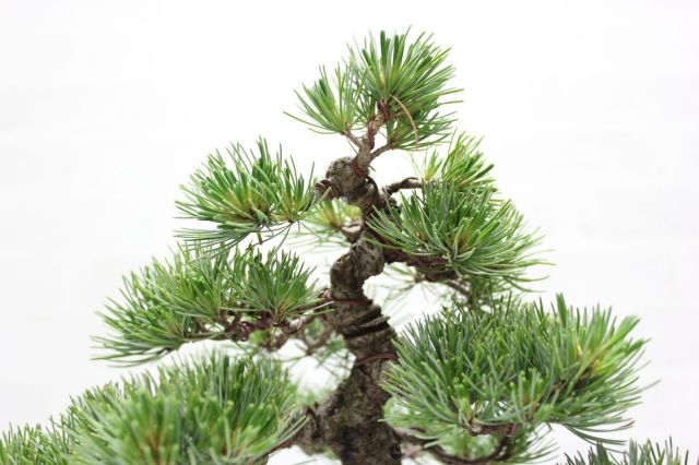 八房 五葉松 鉢植えサイズ ◆ 引き取り限定価格❗️ 八房銀性五葉松