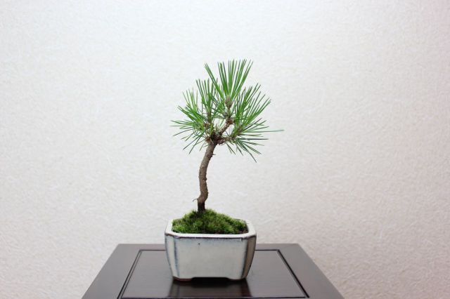 三河黒松,苔,苔玉,ミニ盆栽,盆栽通販,