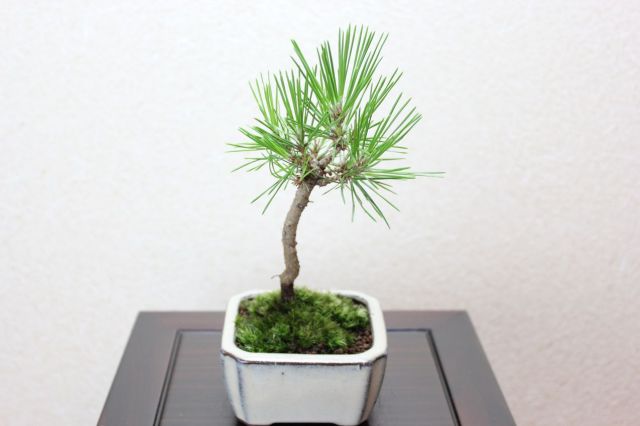 三河黒松,苔,苔玉,ミニ盆栽,盆栽通販,