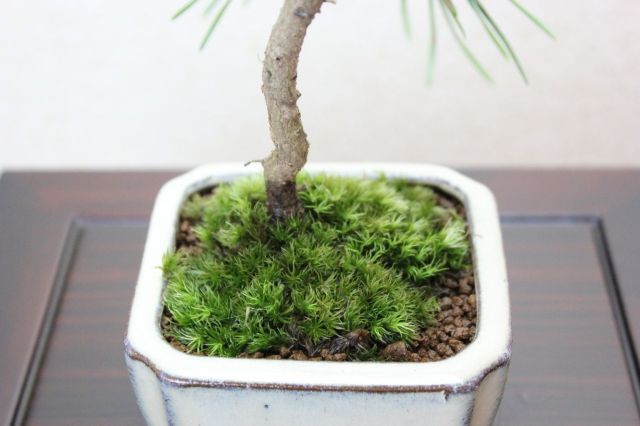 三河黒松,苔,苔玉,ミニ盆栽,盆栽通販,