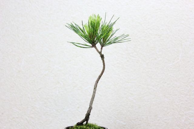 蛇の目松,苔,苔玉,ミニ盆栽,盆栽通販,