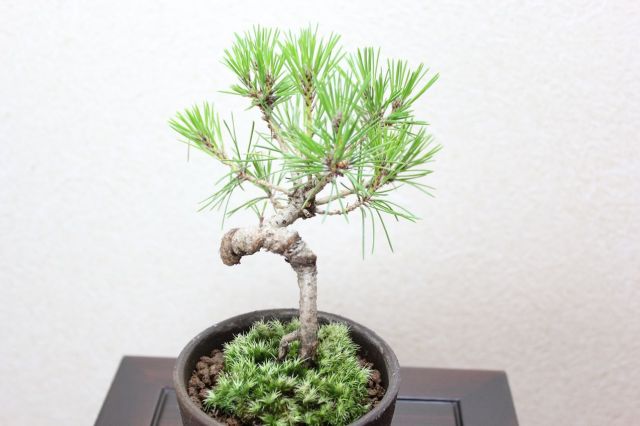 三河黒松,苔,苔玉,ミニ盆栽,盆栽通販,