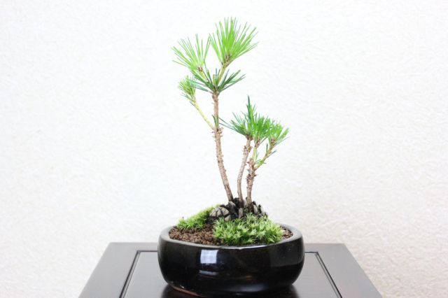 黒松,苔,苔玉,ミニ盆栽,盆栽通販,
