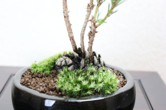 黒松,苔,苔玉,ミニ盆栽,盆栽通販,