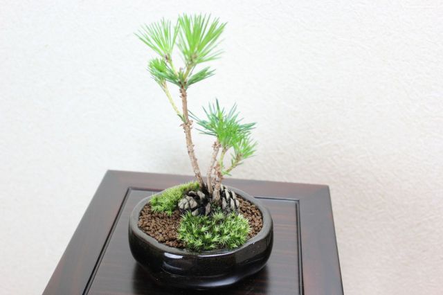 黒松,苔,苔玉,ミニ盆栽,盆栽通販,