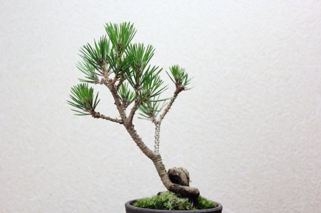 三河黒松,苔,苔玉,ミニ盆栽,盆栽通販,