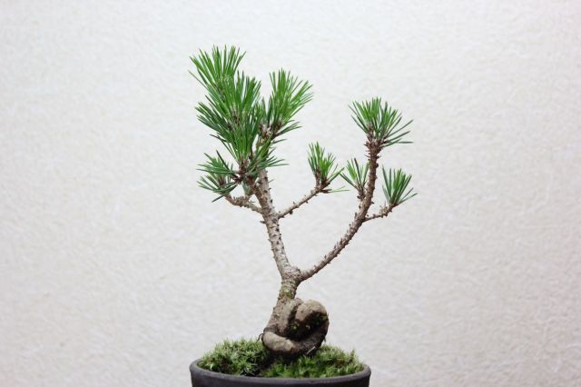三河黒松,苔,苔玉,ミニ盆栽,盆栽通販,