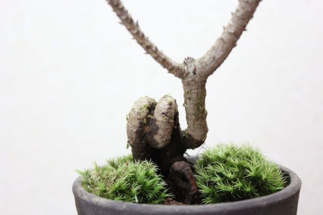三河黒松,苔,苔玉,ミニ盆栽,盆栽通販,