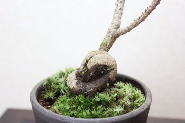 三河黒松,苔,苔玉,ミニ盆栽,盆栽通販,