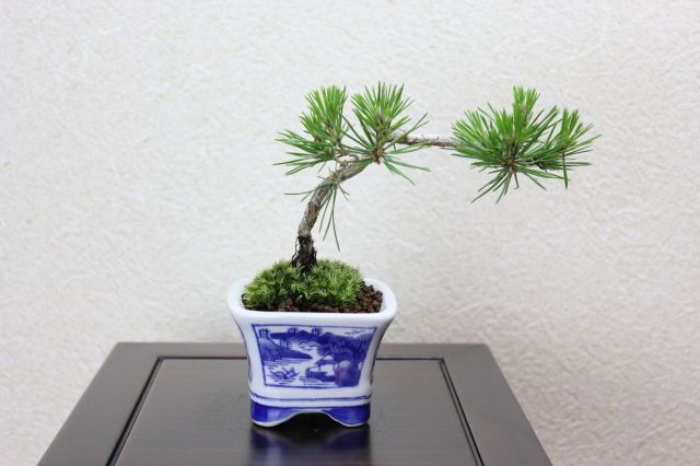 黒松,苔,苔玉,ミニ盆栽,盆栽通販,