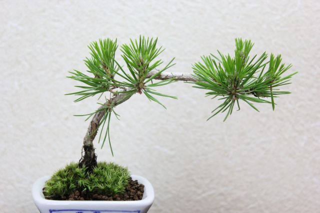 黒松,苔,苔玉,ミニ盆栽,盆栽通販,