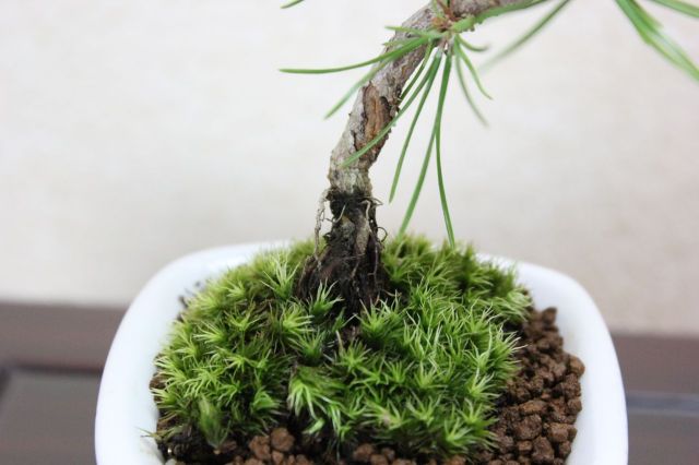 黒松,苔,苔玉,ミニ盆栽,盆栽通販,