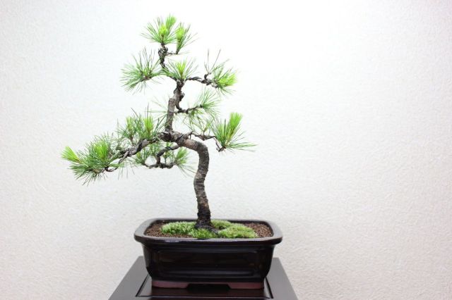 赤松,苔,苔玉,ミニ盆栽,盆栽通販,